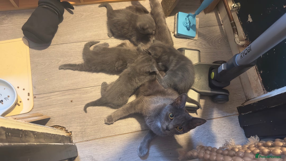 Russian Blue cats for sale: Kitties - Image 5