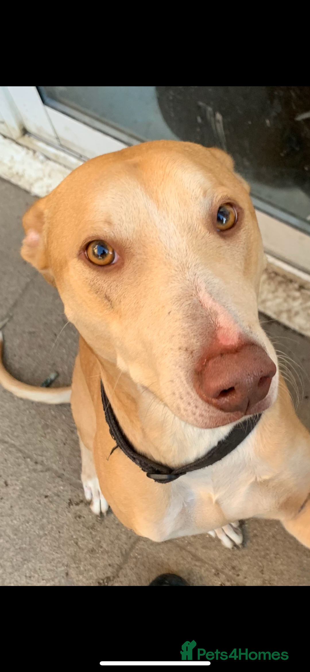 Greyhound dogs for sale: READY TO GO ASAP - Advert 1