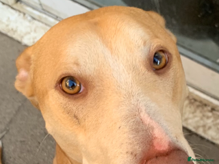 Greyhound dogs READY TO GO ASAP - Advert 1