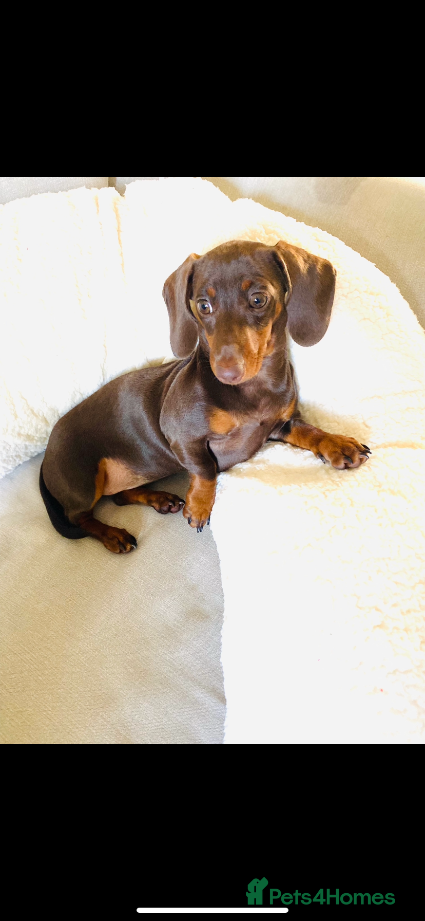Miniature Dachshund dogs Male Miniature Dachshunds - Advert 1