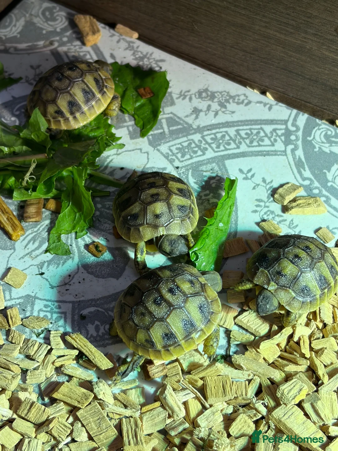 Tortoise reptiles for sale: New Hermann Tortoise Hatchlings born 2026 - Advert 3