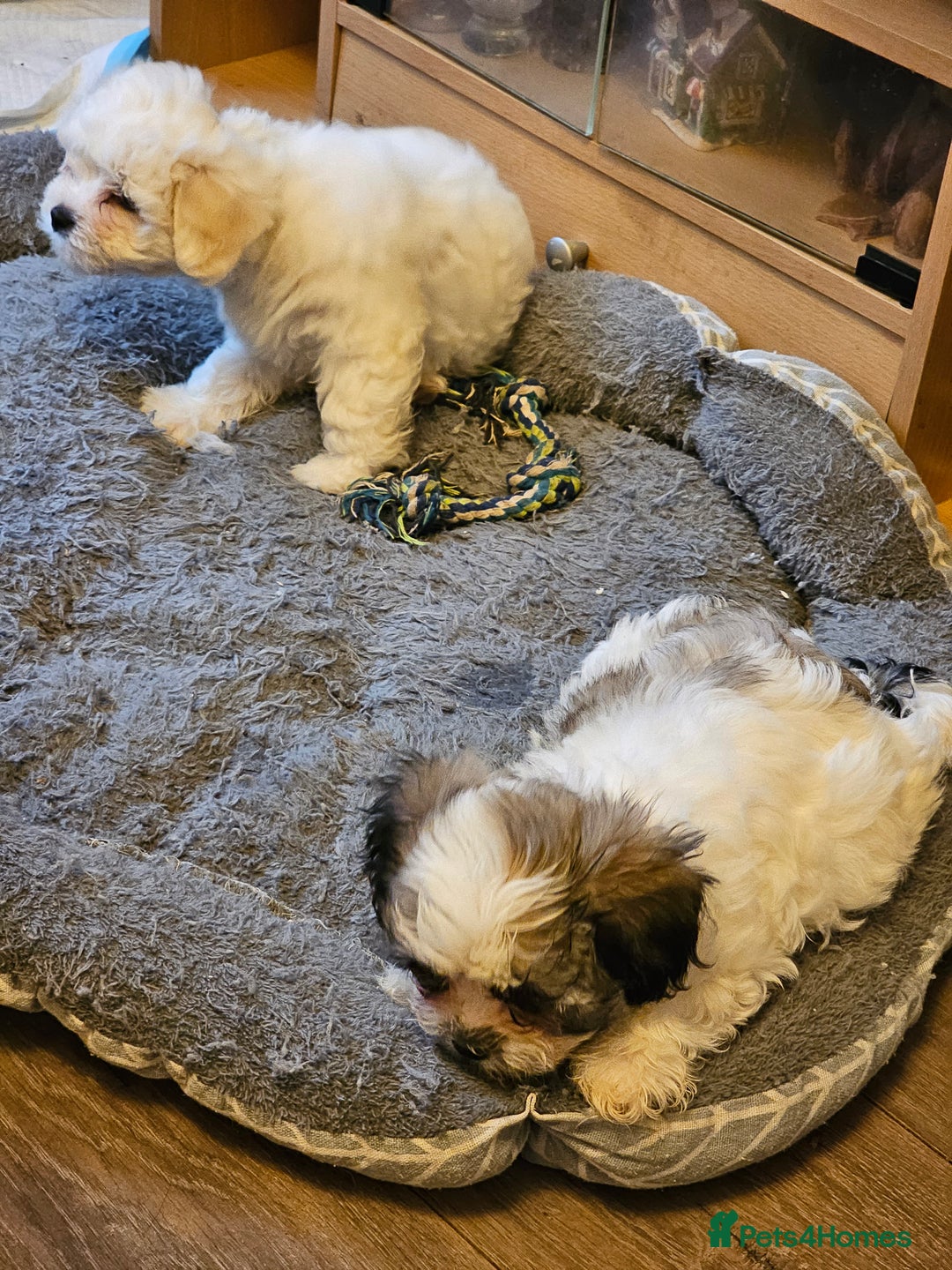 Malshi dogs for sale: Malshie  - Advert 4