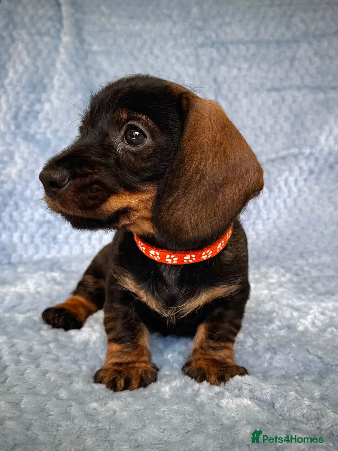 Miniature Dachshund dogs for sale: KC Reg Wire Haired Miniature Dachshund Puppies  - Advert 2