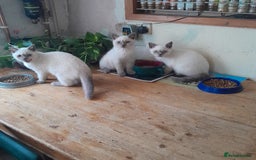 British Shorthair cats for sale: BSH Lilac Colourpoint Kittens  in Clacton-on-Sea - Image 5