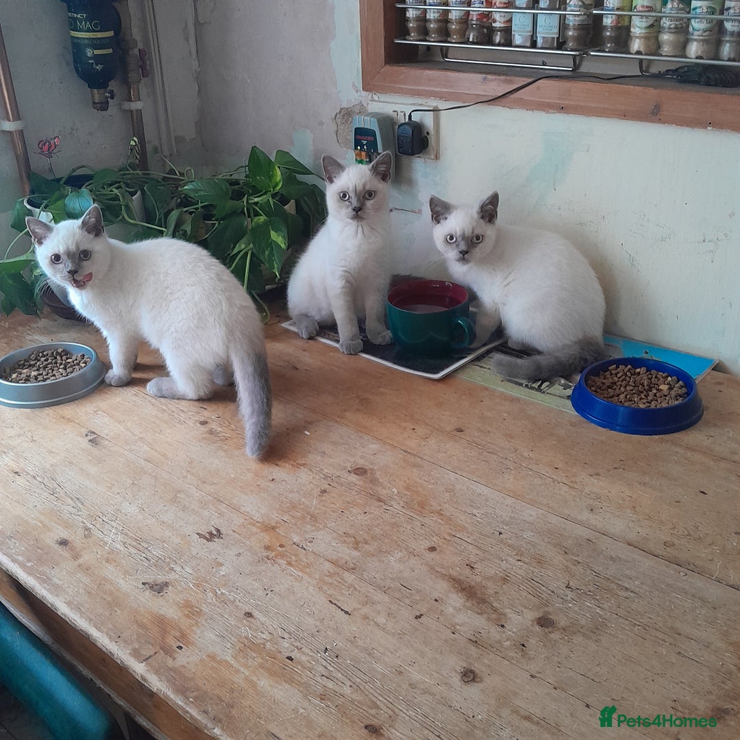 British Shorthair cats for sale: BSH Lilac Colourpoint Kittens  in Clacton-on-Sea - Image 5