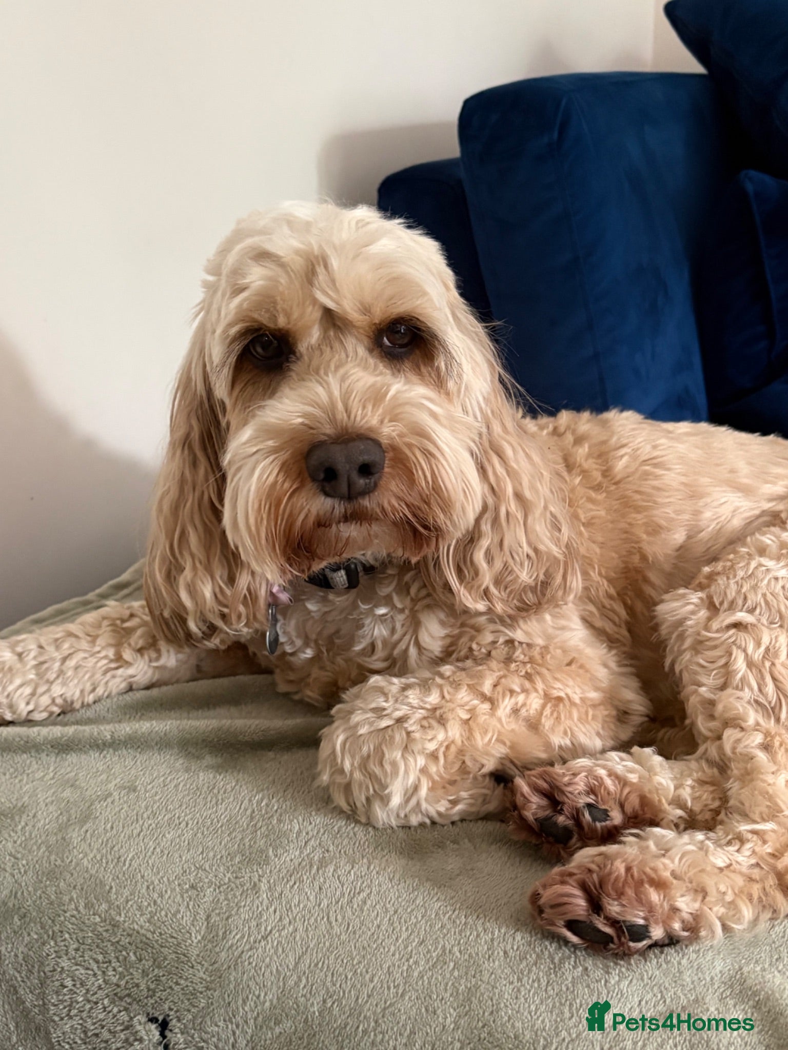 Cockapoo dogs Cockapoo, apricot, 6yrs - Advert 1