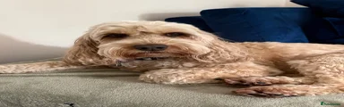 Peggy
