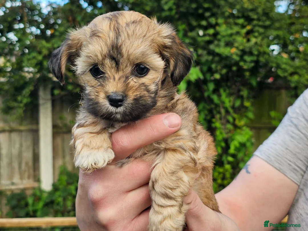 Shihpoo dogs for stud: Otis in Derby - Advert 7