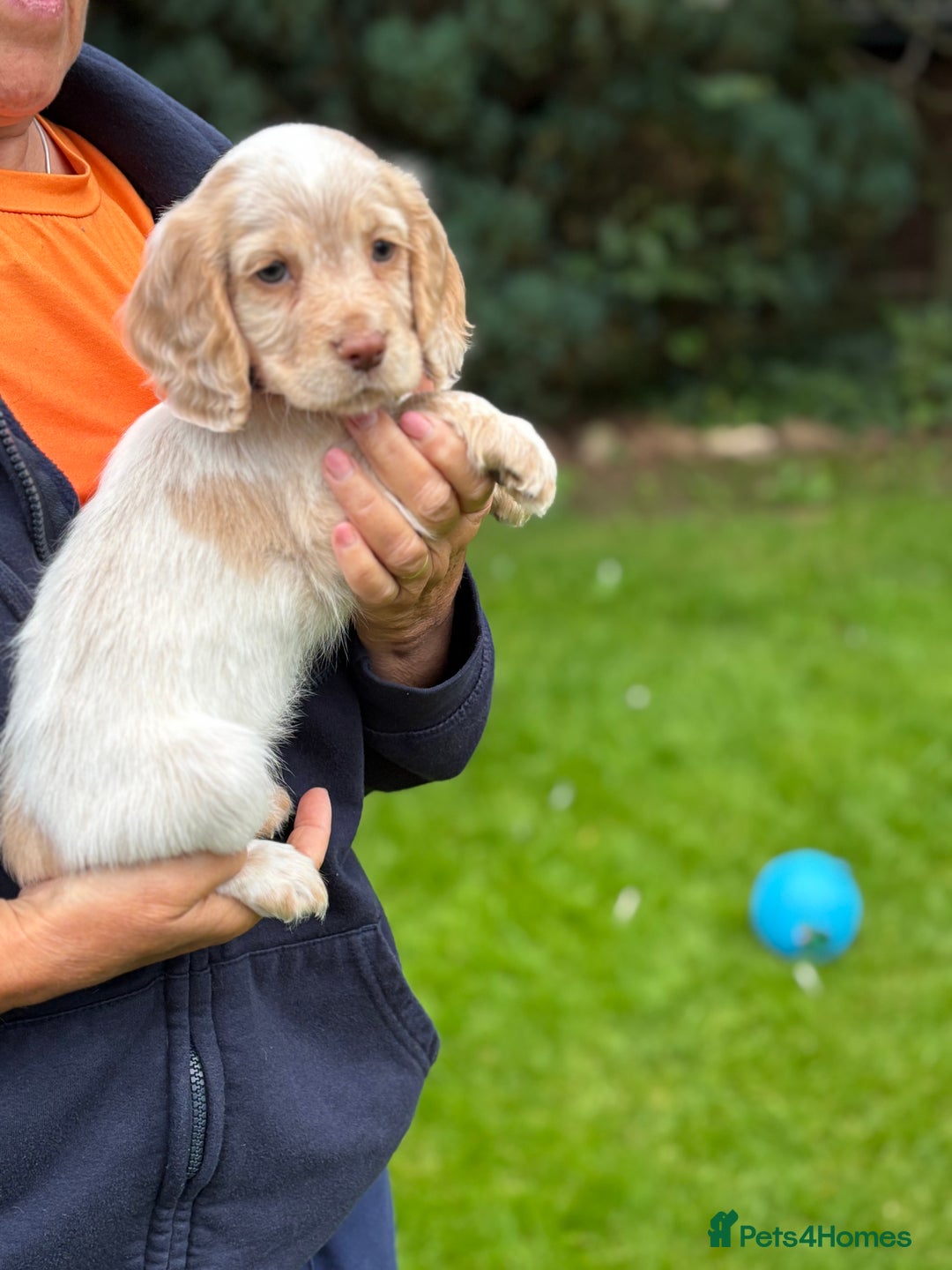 Cocker Spaniel dogs for sale: READY NOW KC Reg Working Cocker spaniel puppies - Image 5
