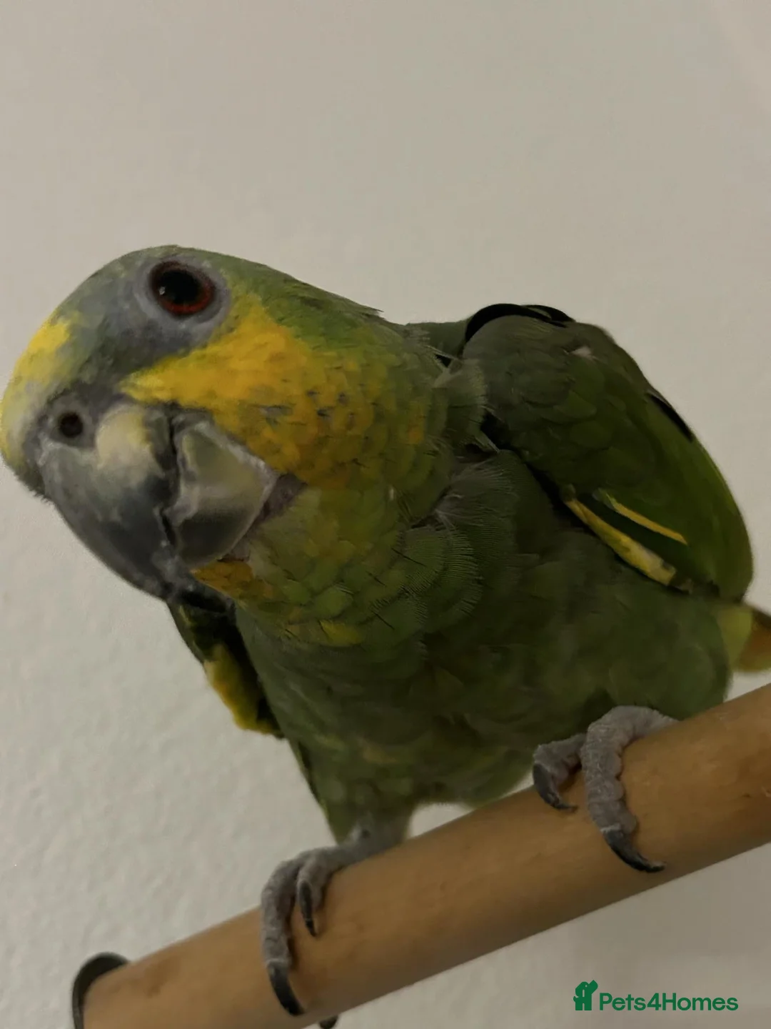 Parrots birds for sale: Orange wing Amazon parrot in Plymouth - Advert 4