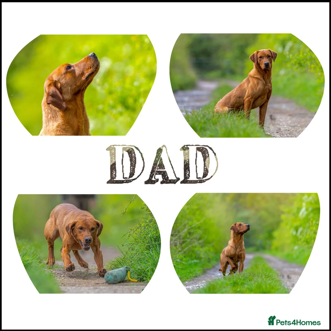 Labrador Retriever dogs for sale: Exceptional Dark Fox Red Labrador Retriever Puppy - Advert 2