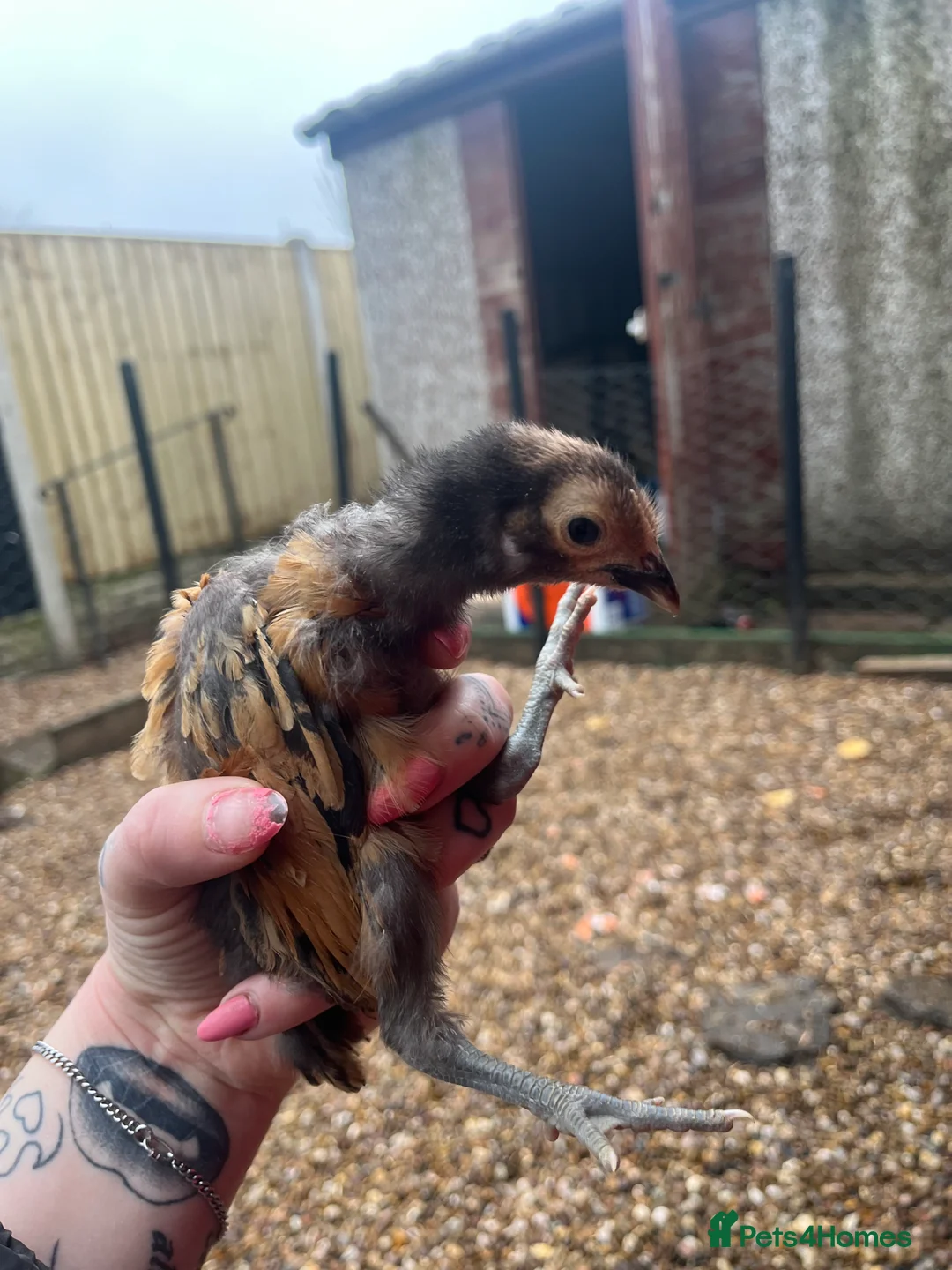 Chickens poultry for sale: Female chicks ready to go - Advert 5