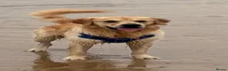 Golden Retriever dogs for stud: Golden retriever for stud - Advert 19