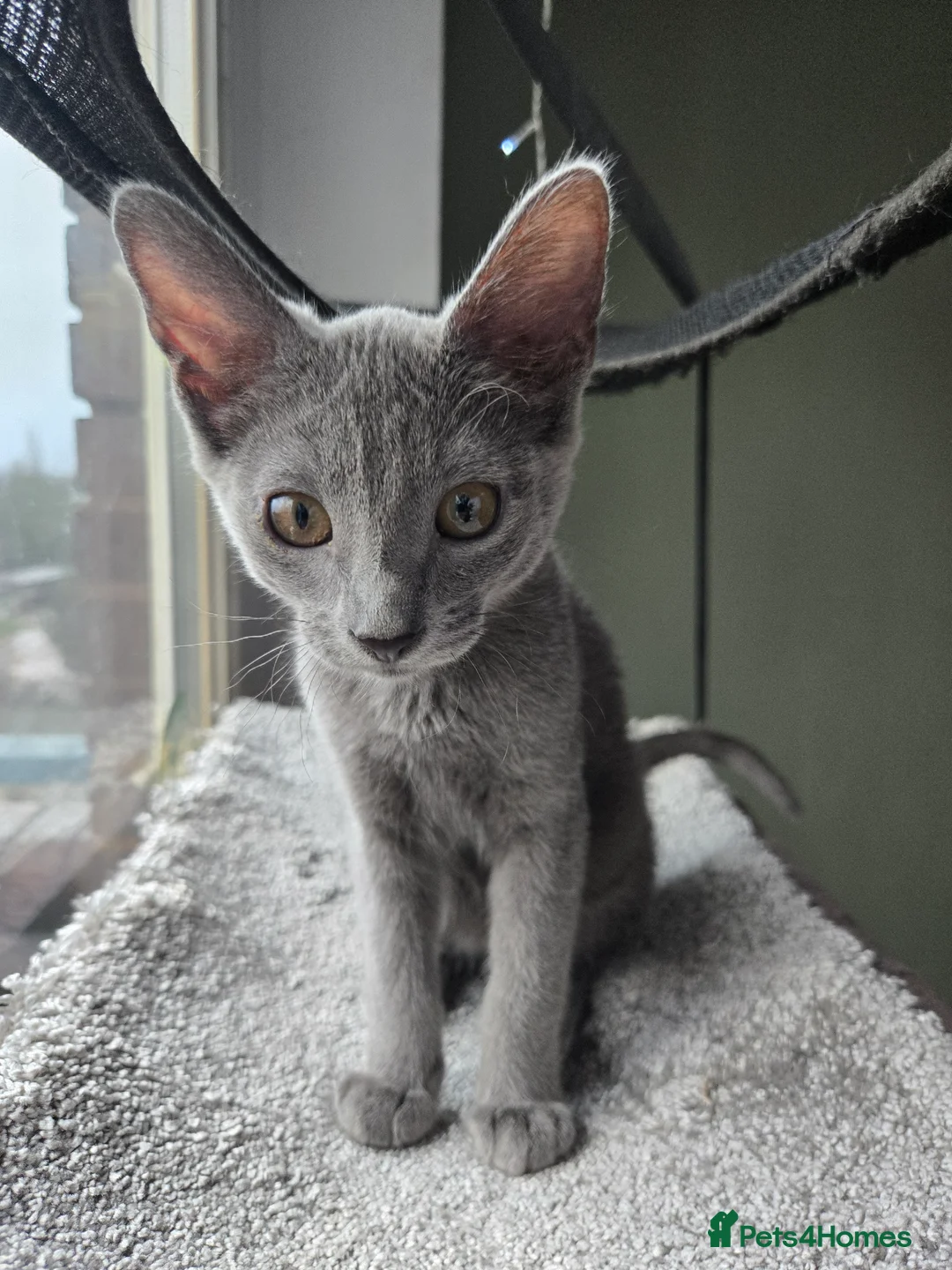Mixed Breed cats for sale: A Rare Peterbald × Elf Sphynx Kitten - Advert 2