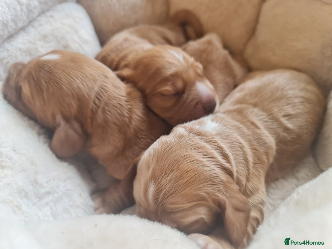 Cocker Spaniel dogs for sale: 3 boy Golden Cocker Spaniel puppies  - Image 5
