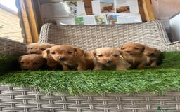 Mixed Breed dogs for sale: Stunning daxiepoos - Advert 14