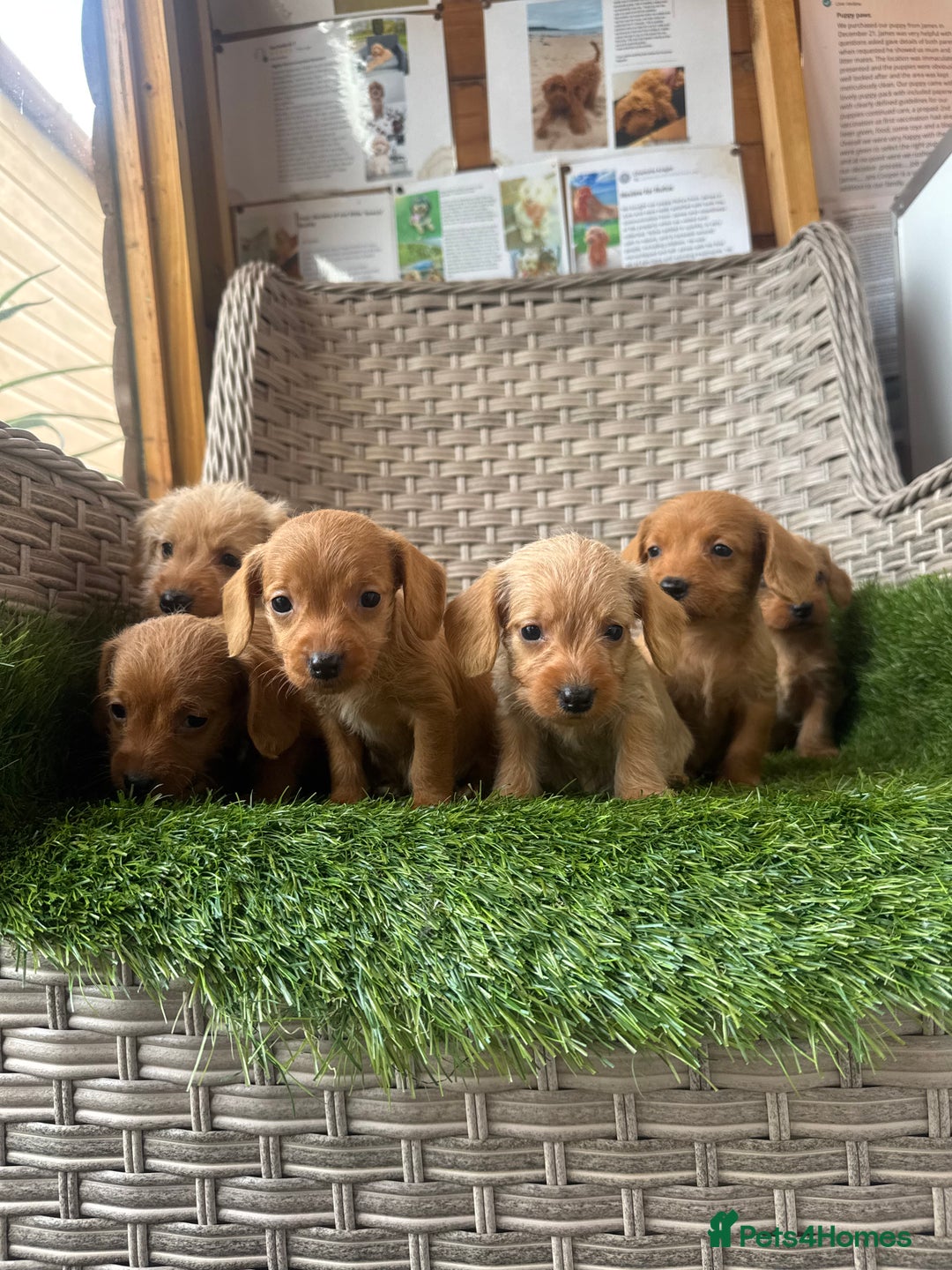 Mixed Breed dogs for sale: Stunning daxiepoos - Advert 14