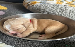Cockerdor dogs for sale: Cockador Puppies for sale - Image 7