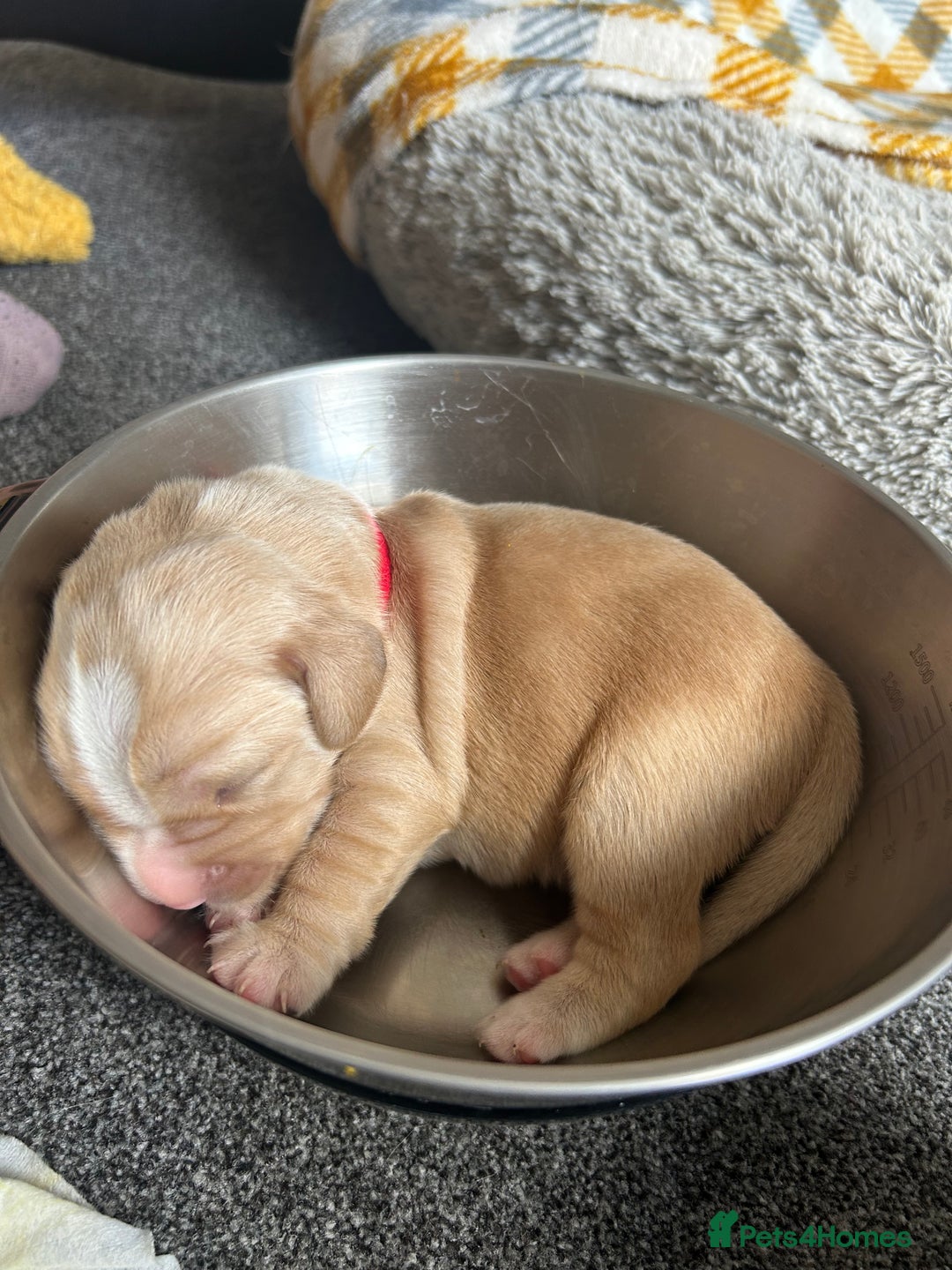 Cockerdor dogs for sale: Cockador Puppies for sale - Image 7