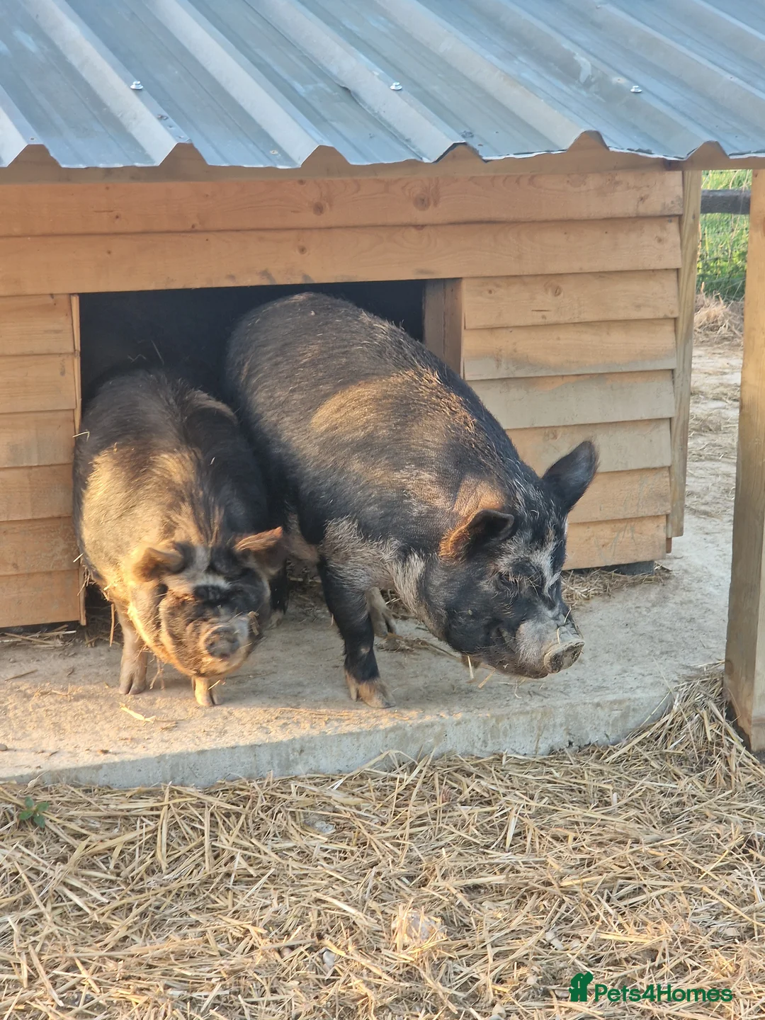 Pig livestock for sale: Piglets Due anyday in Horsham - Advert 5