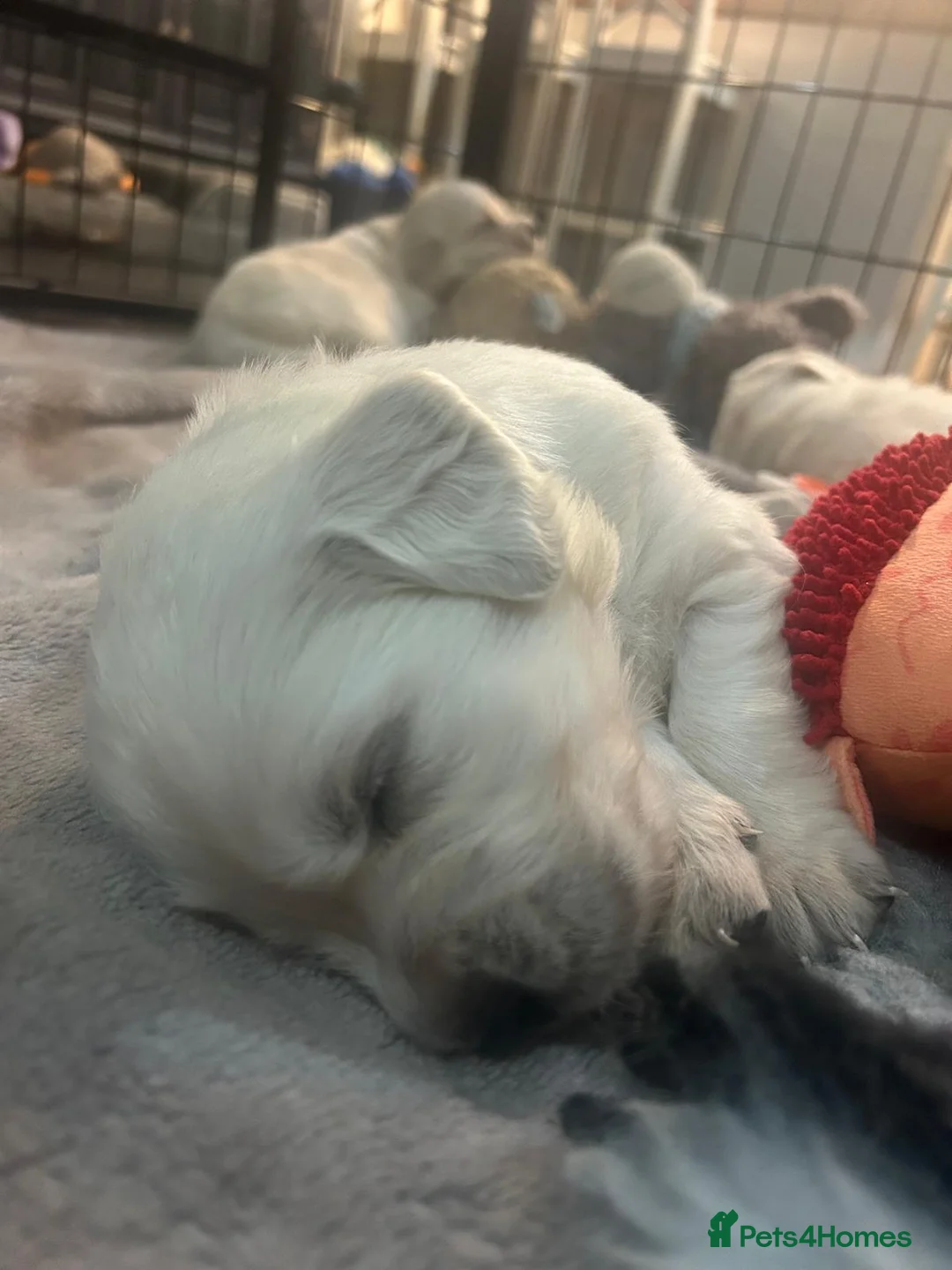 Golden Retriever dogs for sale: KC Champion Lines Golden Retriever pups - Advert 9