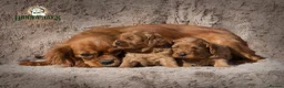 Cavapoo dogs for sale: Donna Jay’s Celebrity K9s   - Advert 3