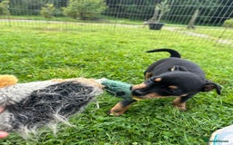 Jack Russell dogs for sale: Gorgeous Jack Russell Boys - Image 8