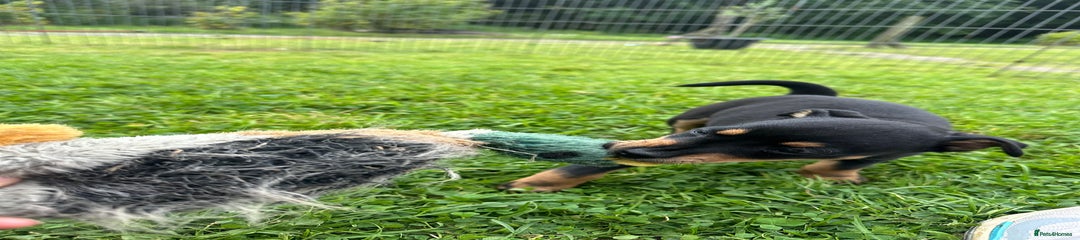 Jack Russell Puppy 4