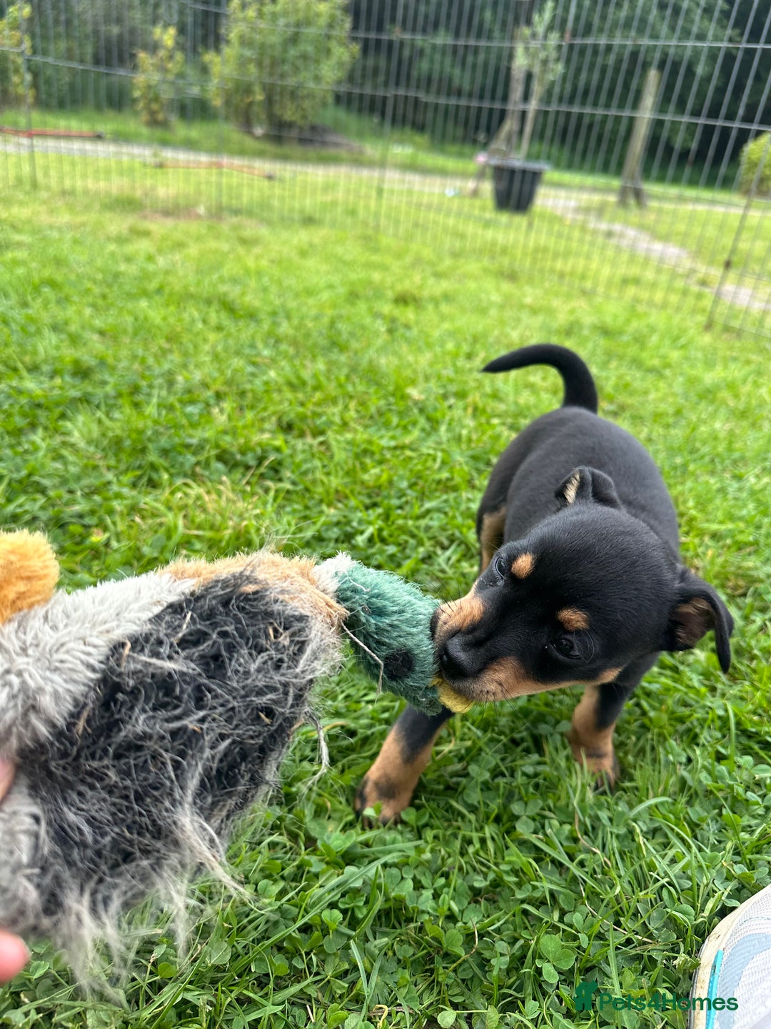 Jack Russell dogs for sale: Gorgeous Jack Russell Boys - Image 8