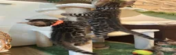 Bengal cats for sale: ❤️ Stunning Pure Bengal Kittens ❤️ - Advert 30