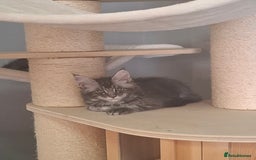 Maine Coon cats for sale: Xxl pure mainecoons  - Image 16