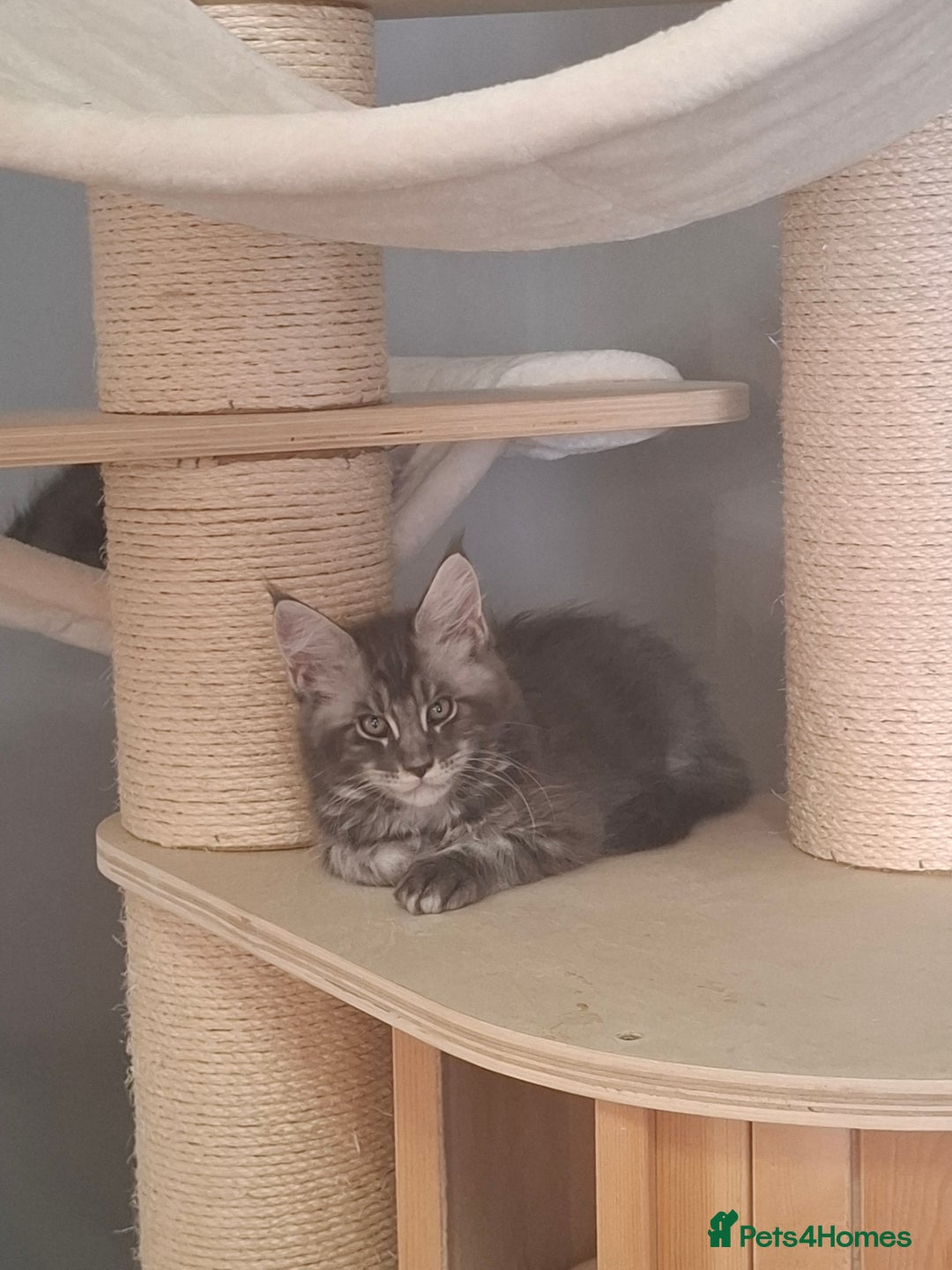 Maine Coon cats for sale: Xxl pure mainecoons  - Image 16