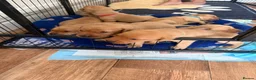 Labrador Retriever dogs for sale: Beautiful fox red Labrador puppies  - Advert 6
