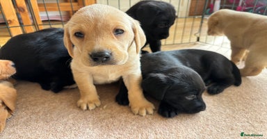 Labrador Retriever dogs - Advert 12