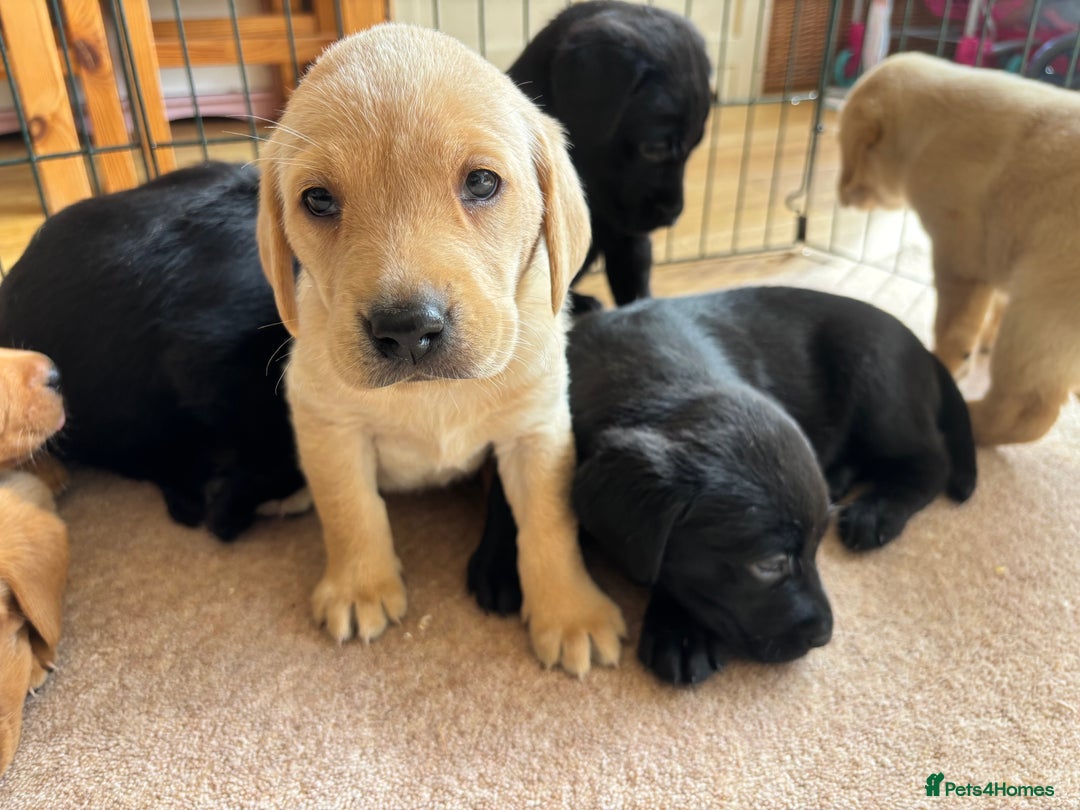 Labrador Retriever dogs for sale: Beautiful KC Registered Lab Pups  - Image 3