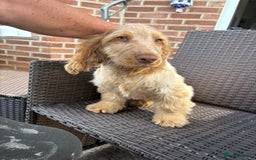 Cocker Spaniel dogs for sale: Show cocker spaniels in Doncaster - Image 30