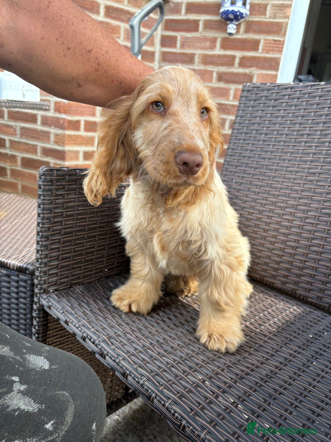 Cocker Spaniel dogs for sale: Show cocker spaniels in Doncaster - Image 30