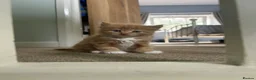 Mixed Breed cats for sale: Mixed Exotic Kittens in Torpoint - Advert 9