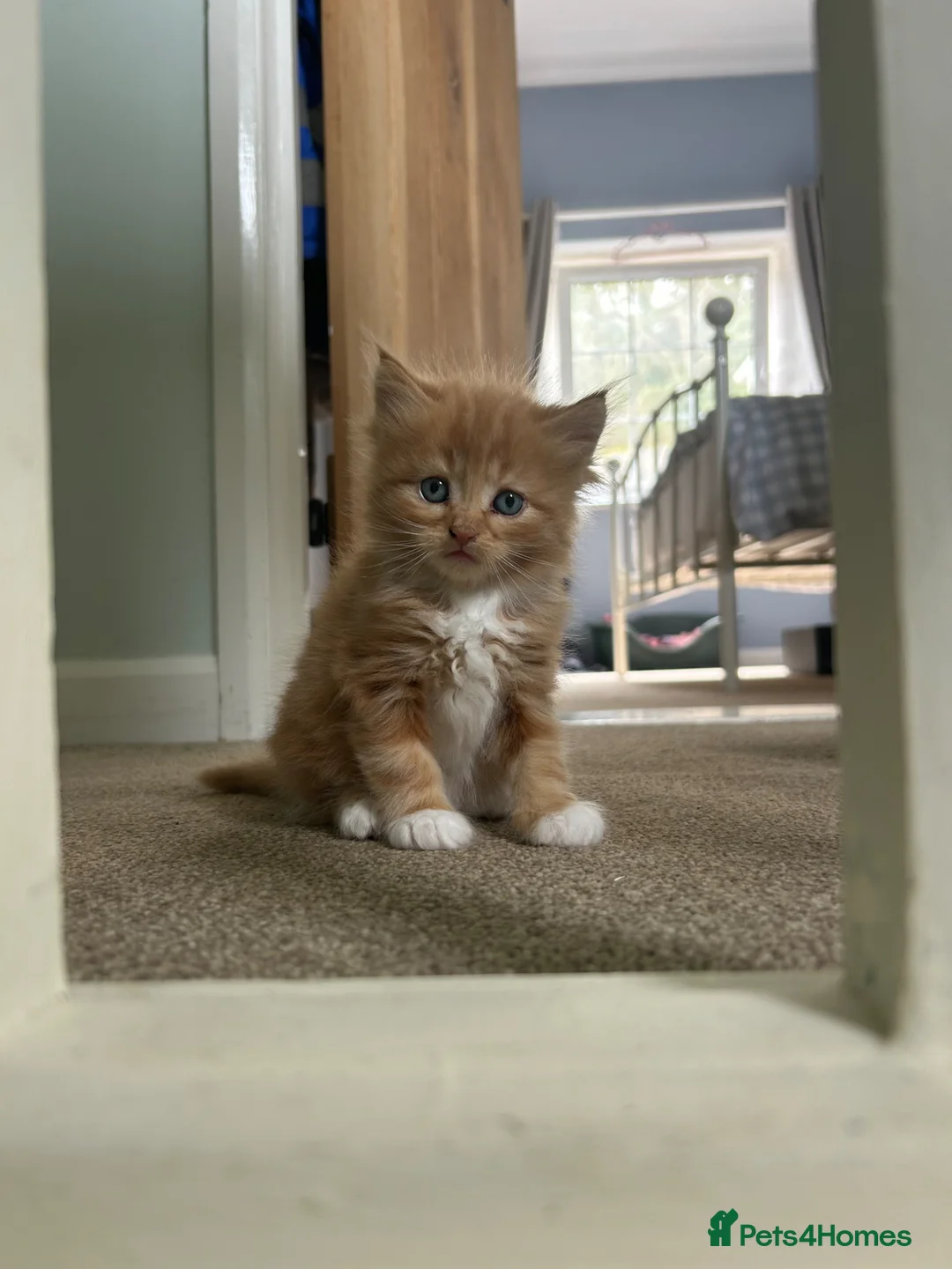 Mixed Breed cats for sale: Mixed Exotic Kittens in Torpoint - Advert 9