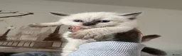 Ragdoll cats for sale: Beautiful Ragdoll  - Advert 4