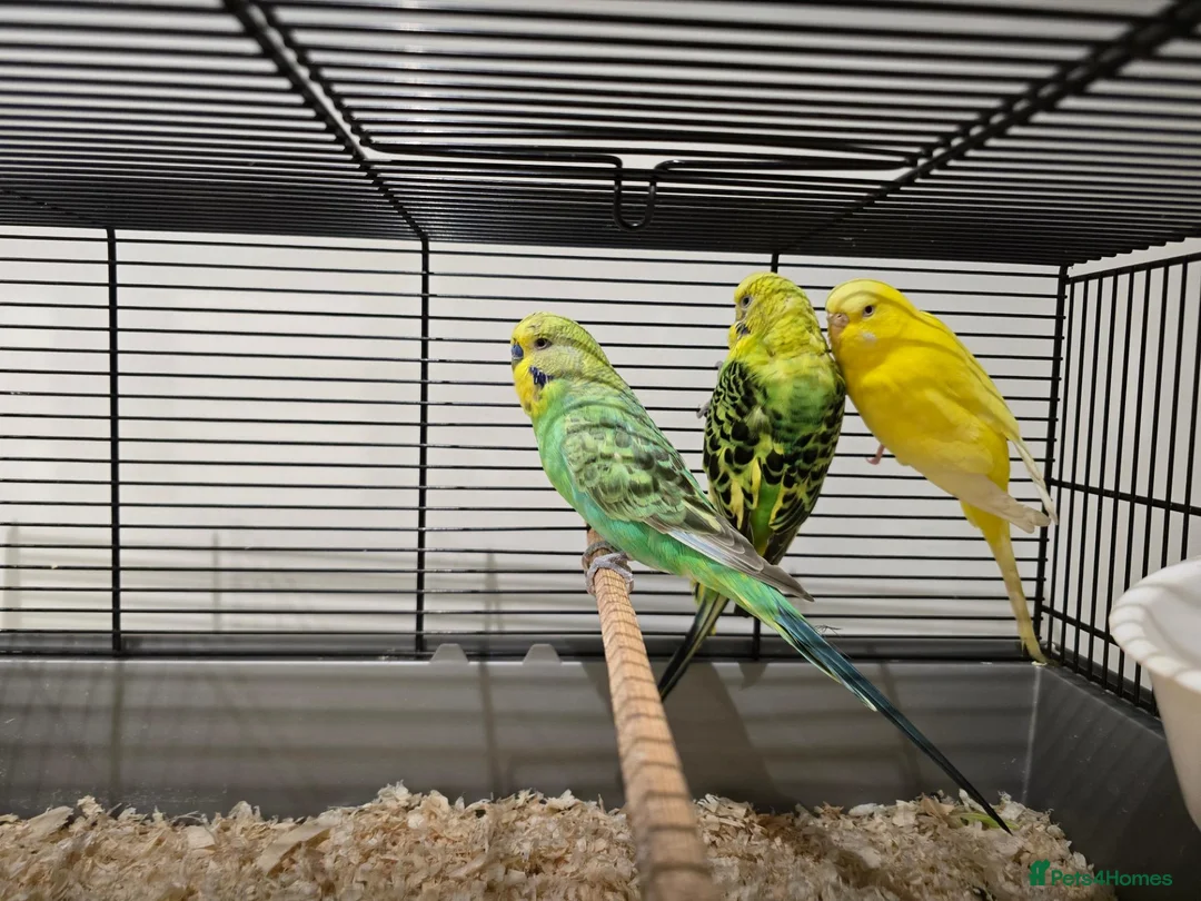 Budgerigars birds for sale: Adult budgies for sale  - Advert 5