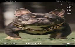 French Bulldog dogs for stud: Mr cryptic - Image 7