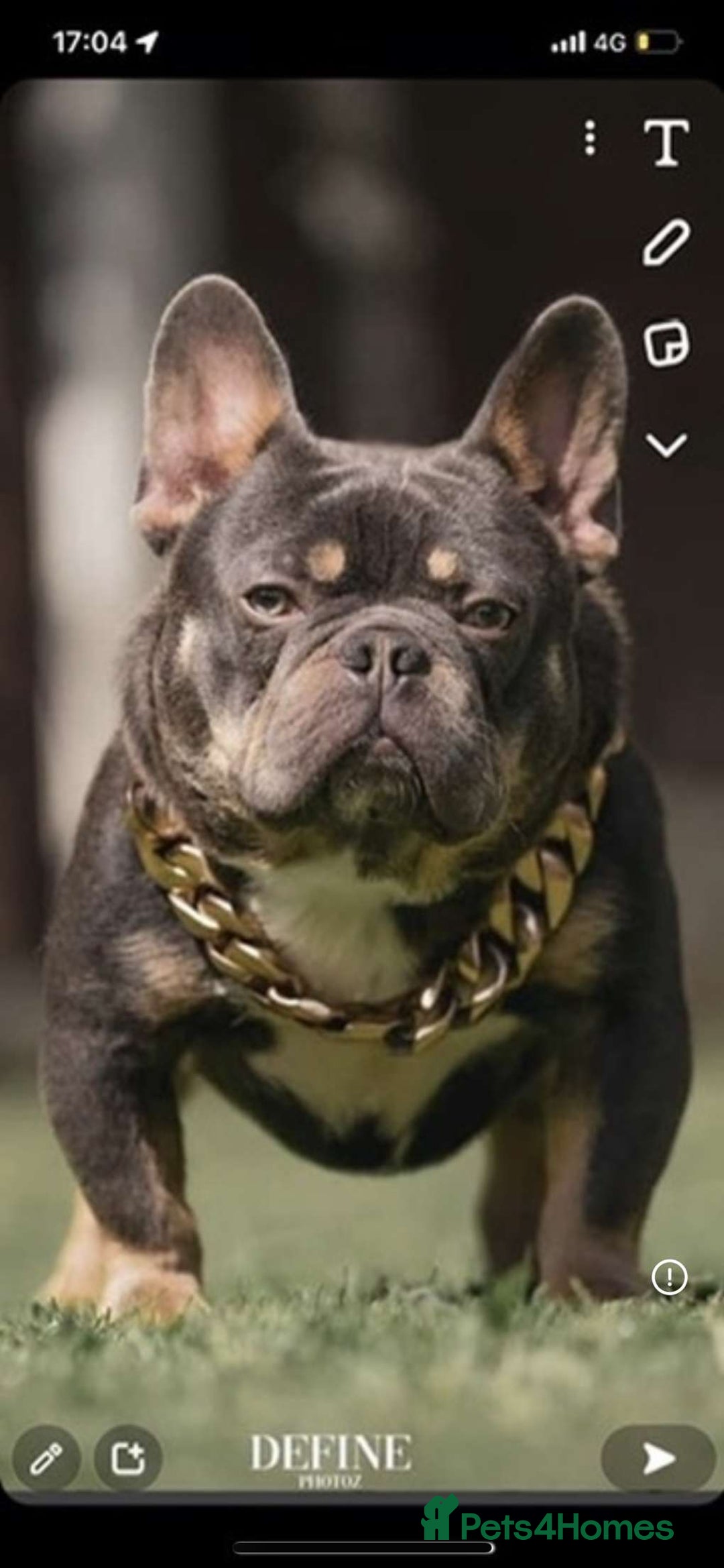 French Bulldog dogs for stud: Mr cryptic - Image 7