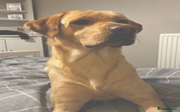 Labrador Retriever dogs for stud: Male yellow lab for stud  - Image 3