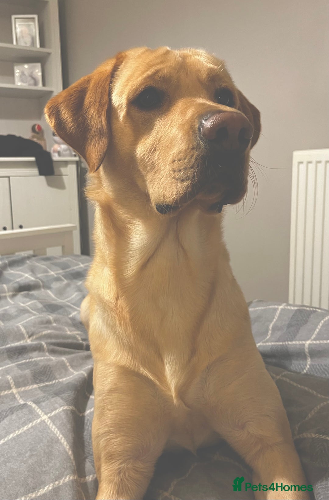 Labrador Retriever dogs for stud: Male yellow lab for stud  - Image 3