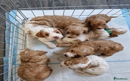 Cockapoo dogs for sale: F1 COCKERPOO PUPPIES FOR SALE  - Image 1