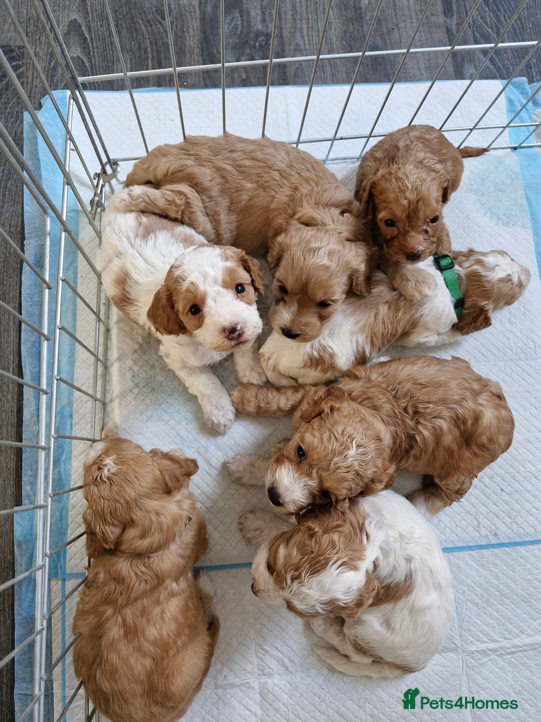 Cockapoo dogs for sale: F1 COCKERPOO PUPPIES FOR SALE  - Image 1