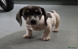 Miniature Dachshund dogs for sale: Kc registered Beautiful mini dachshund puppies - Image 1