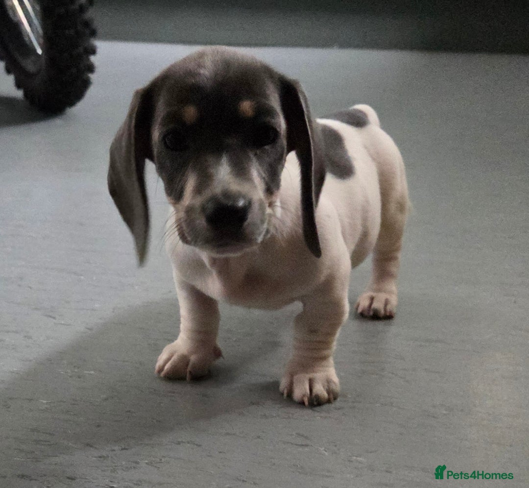 Miniature Dachshund dogs for sale: Kc registered Beautiful mini dachshund puppies - Image 1