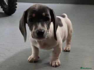 Miniature Dachshund dogs - Advert 15